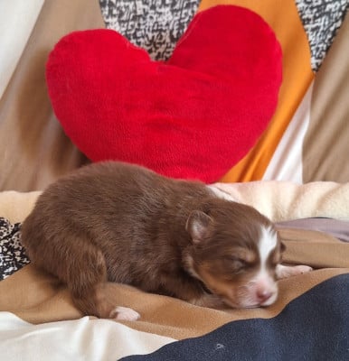 Chiot N°3 - Berger Australien