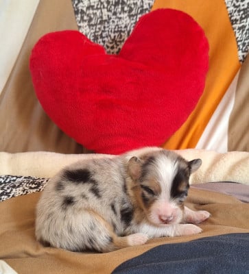 Chiot N°4 - Berger Australien