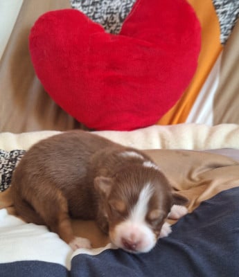 Chiot N°6 - Berger Australien