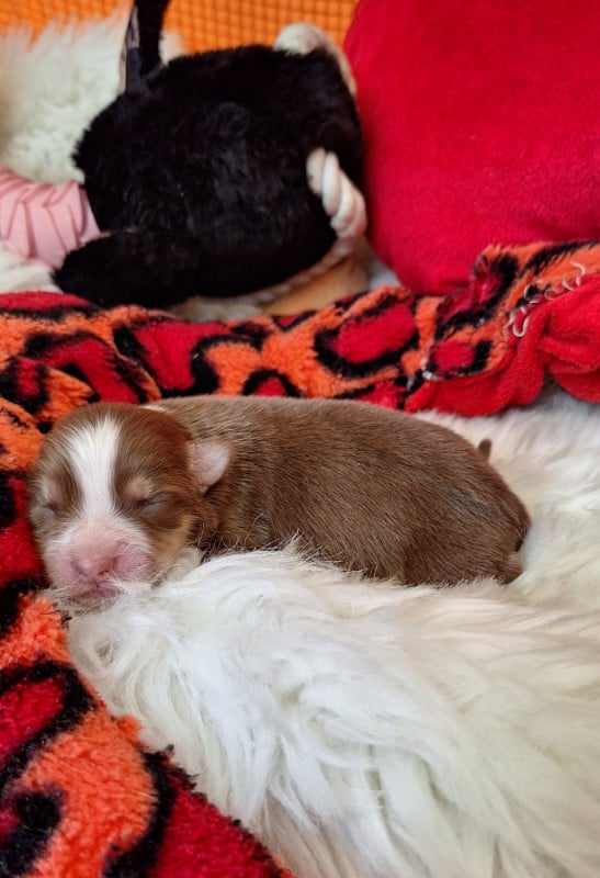 Berger Australien - Des mazellières