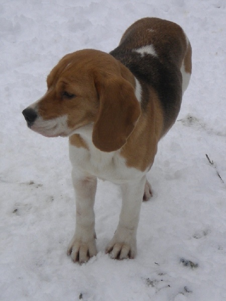 Publication : Du clos machard