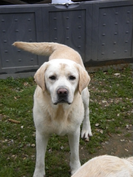 Publication : Du clos machard Auteur : ANIMALOR