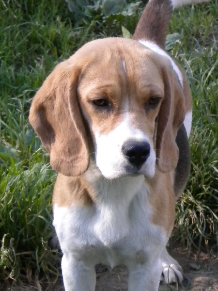 Publication : Du clos machard