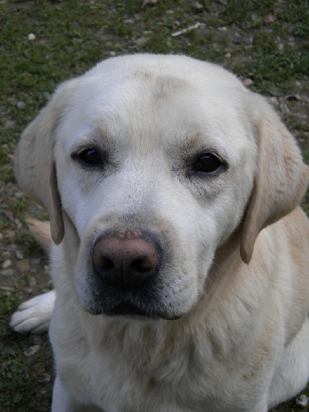 Publication : Du clos machard Auteur : ANIMALOR