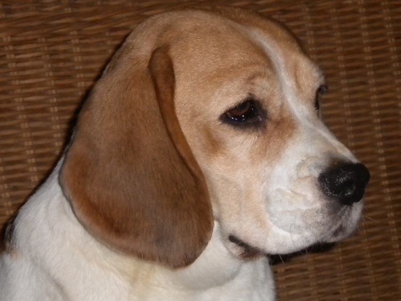 Publication : Du clos machard