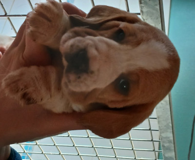 Les chiots de Beagle