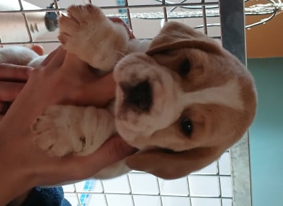 Les chiots de Beagle