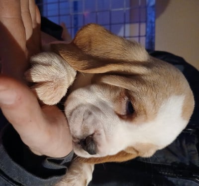 Les chiots de Beagle