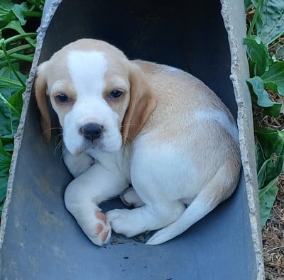 Les chiots de Beagle