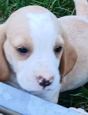 Les chiots de Beagle