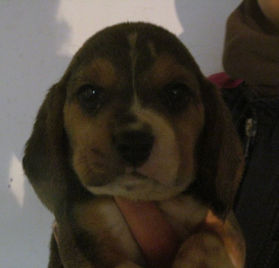 Les chiots de Beagle
