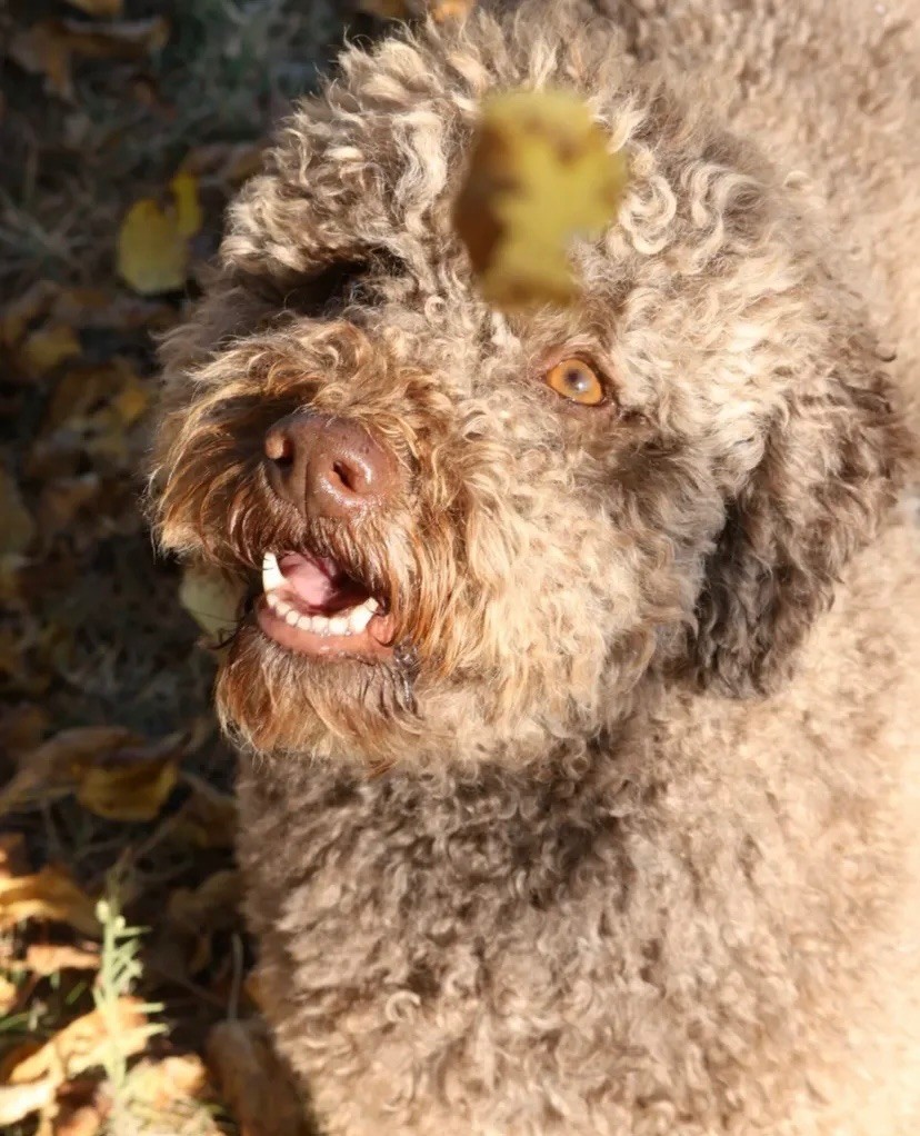 Reggae de la Victoire d'Urtie