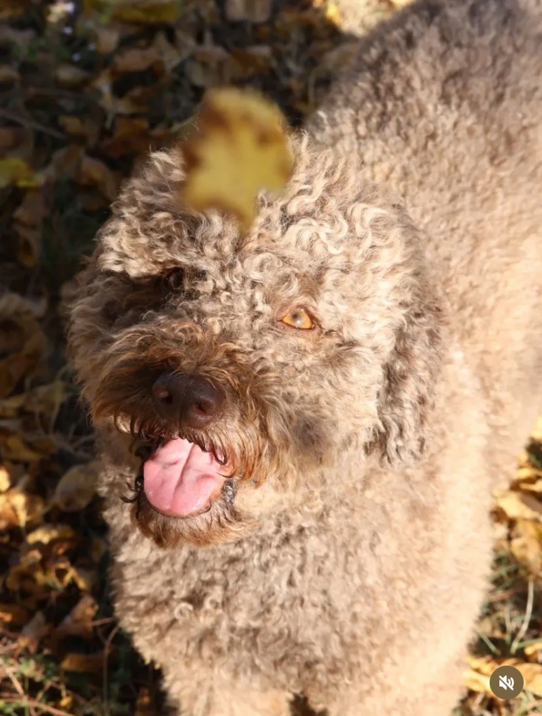 Reggae de la Victoire d'Urtie
