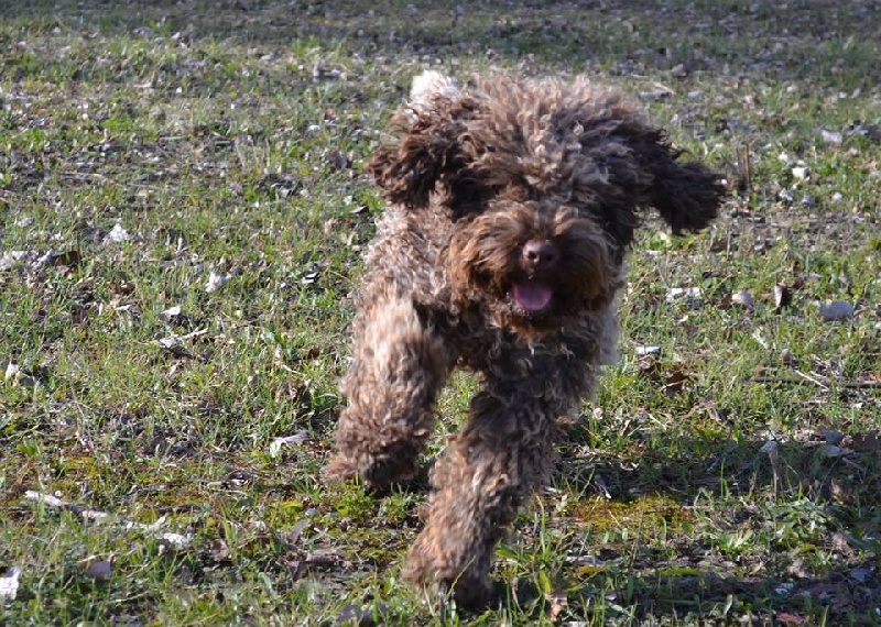 Publication : de la Victoire d'Urtie