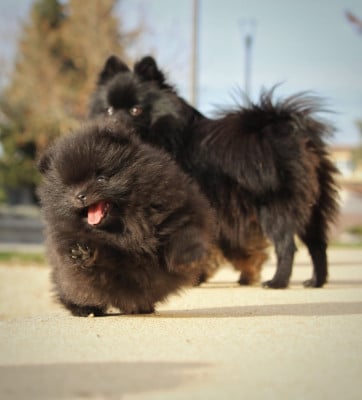 Les chiots de Spitz allemand