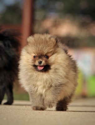 Les chiots de Spitz allemand