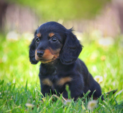 Les chiots de Teckel poil long