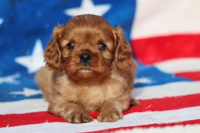 Cavalier King Charles Spaniel