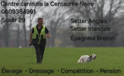 de la centaurée noire