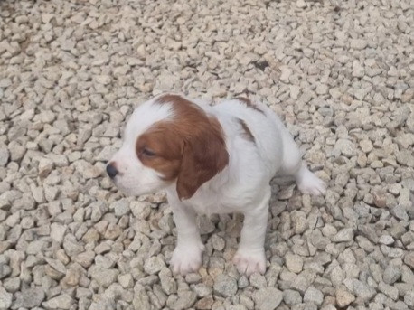 CHIOT 9 - Epagneul Breton