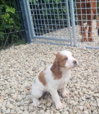 Les chiots de Epagneul Breton
