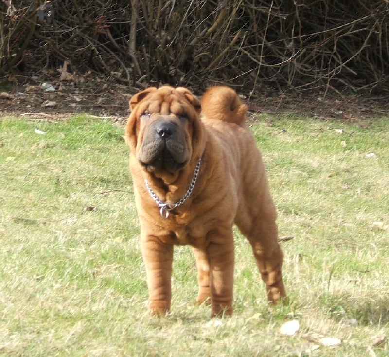 CH. Escape on the rock des Chandagueres