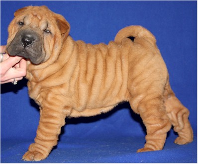 CH. Escape on the rock des Chandagueres