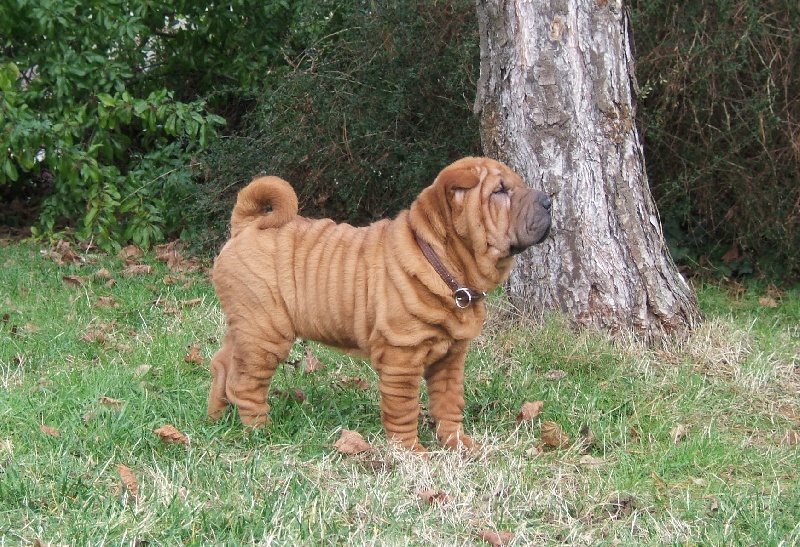 CH. Escape on the rock des Chandagueres