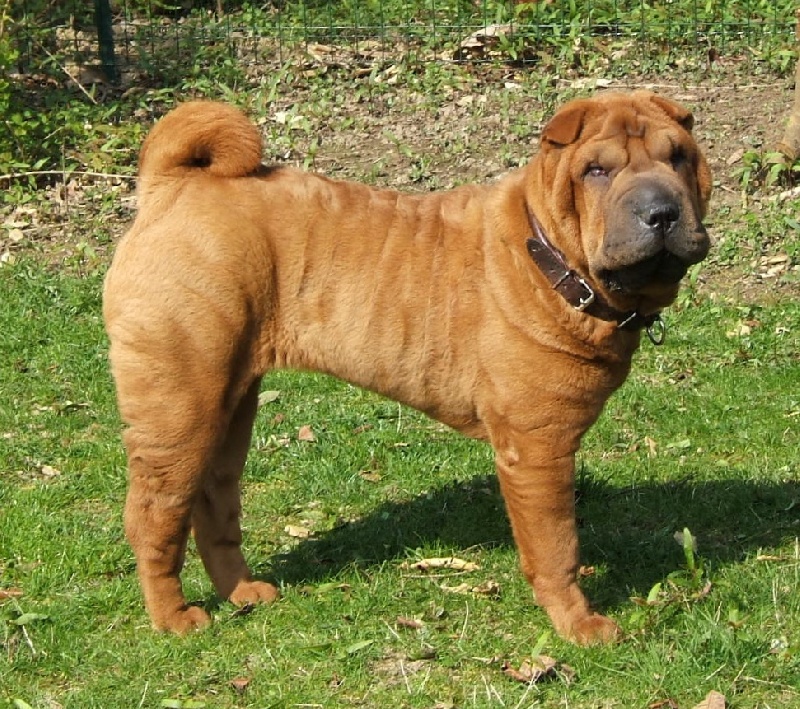 CH. Escape on the rock des Chandagueres