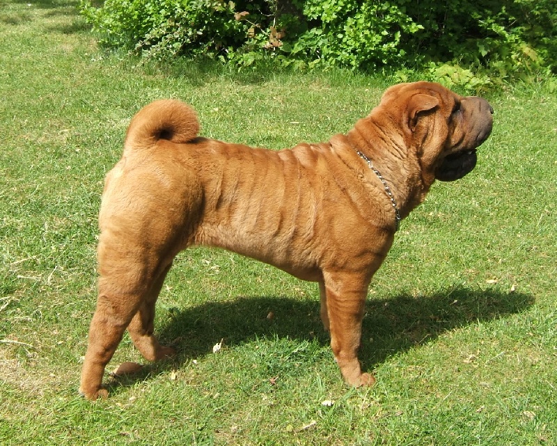 CH. Escape on the rock des Chandagueres