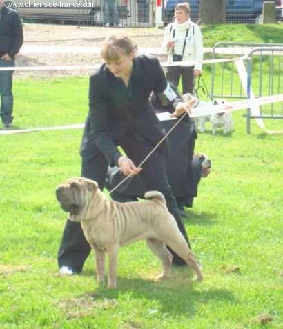 Chamade des Ming Way - Très prometteur