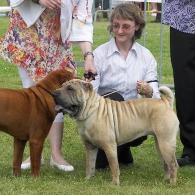 Chamade des Ming Way - CACS