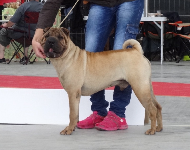 Jagger rock and stone des Ming Way - 2ème EXCELLENT