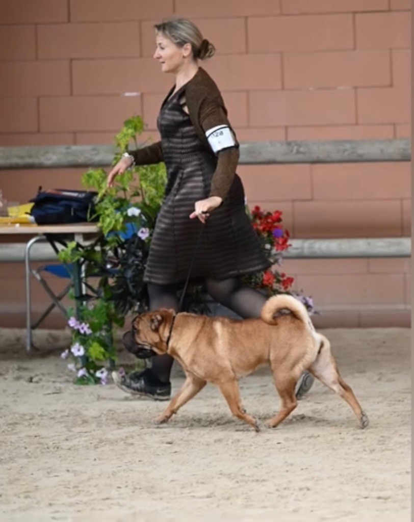 Unstoppable today des Ming Way - 1ère EXCELLENT CACS-J