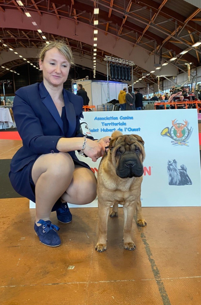 Unstoppable today des Ming Way - Meilleur Puppy