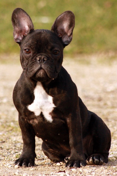 French cancan des Caprices de Cupidon