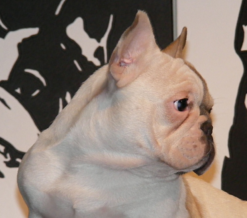 CH. Douce folie des Caprices de Cupidon