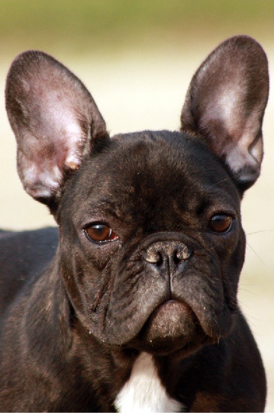 French cancan des Caprices de Cupidon