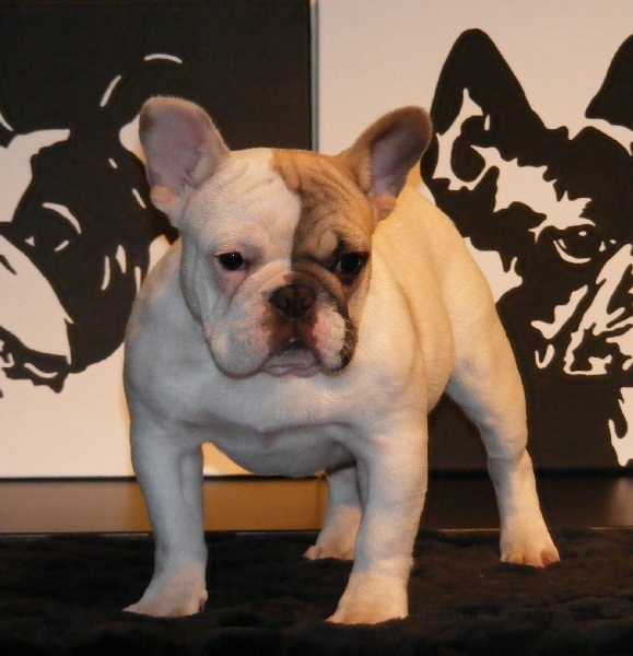 CH. Douce folie des Caprices de Cupidon