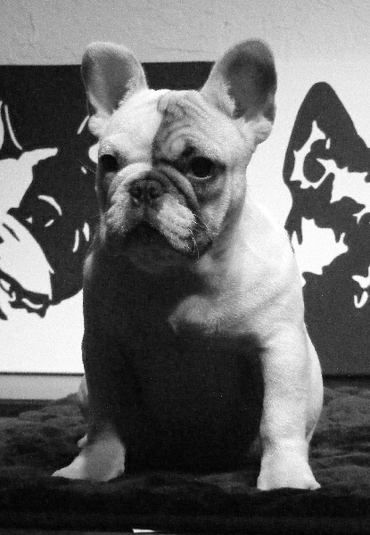 CH. Douce folie des Caprices de Cupidon