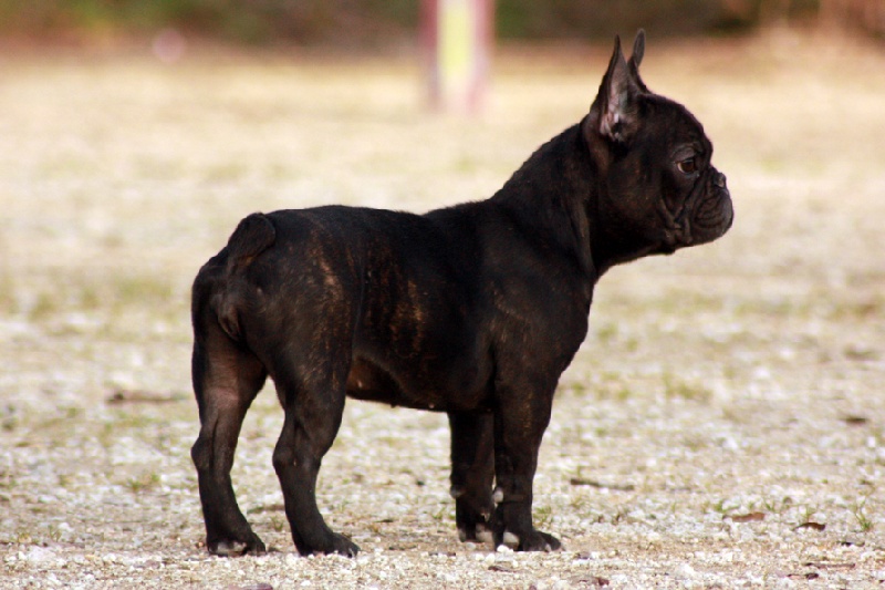 French cancan des Caprices de Cupidon