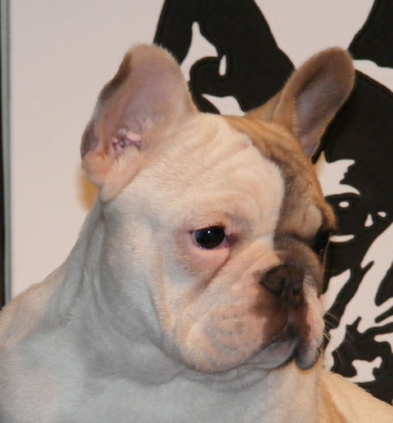 CH. Douce folie des Caprices de Cupidon