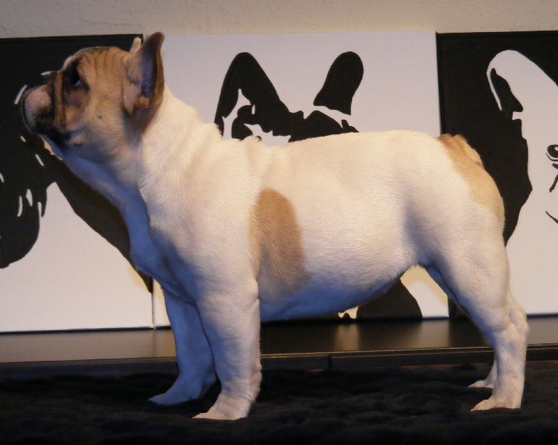 CH. Douce folie des Caprices de Cupidon