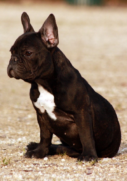 French cancan des Caprices de Cupidon