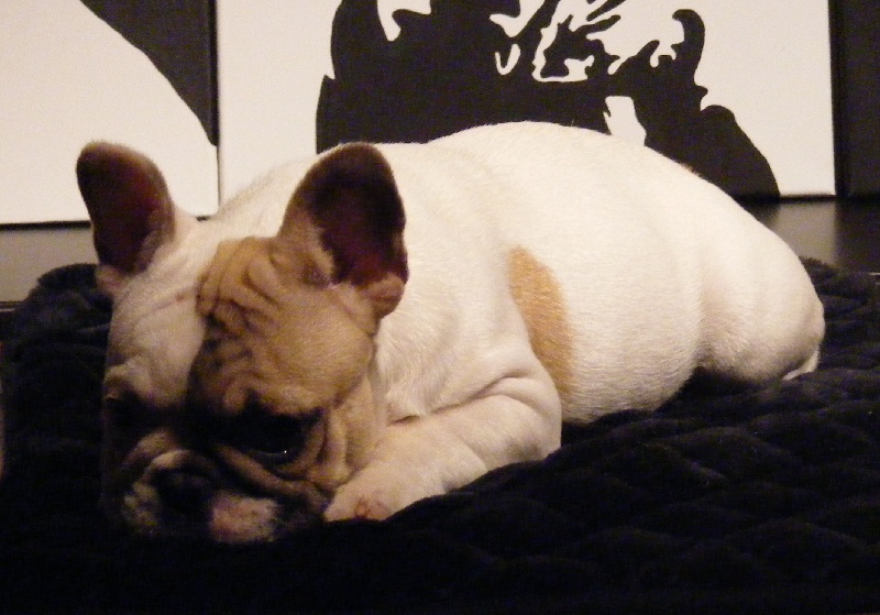 CH. Douce folie des Caprices de Cupidon