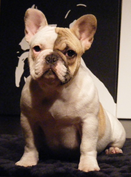 CH. Douce folie des Caprices de Cupidon