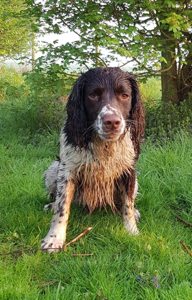 Publication : du clos Picavet Auteur : Debril A