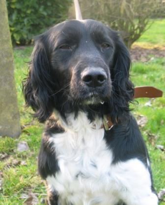 Publication : du clos Picavet Auteur : J.Pérard