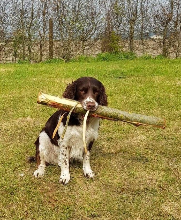 Publication : du clos Picavet Auteur : Debril A