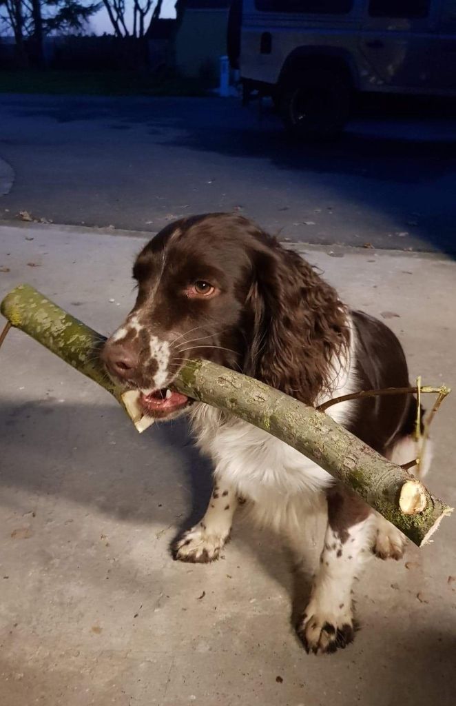 Publication : du clos Picavet Auteur : Debril A